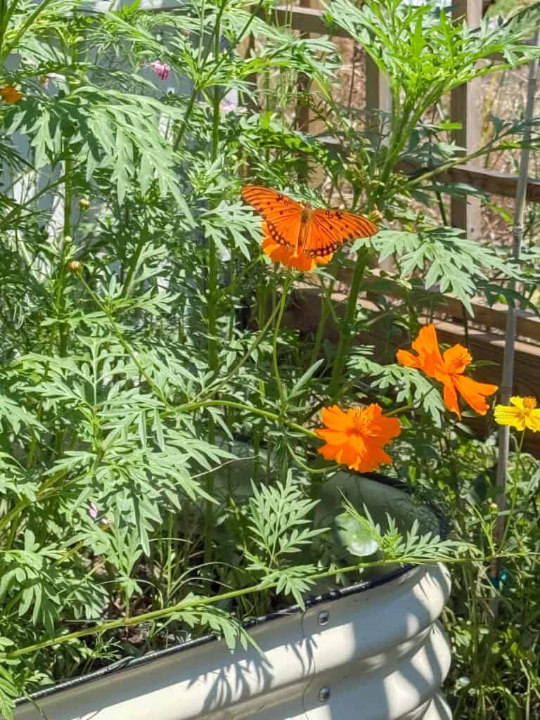 An orange butterfly rests on the bright orange petals of a flower in a raised garden bed, surrounded by green foliage and other blooming flowers in sunlight.