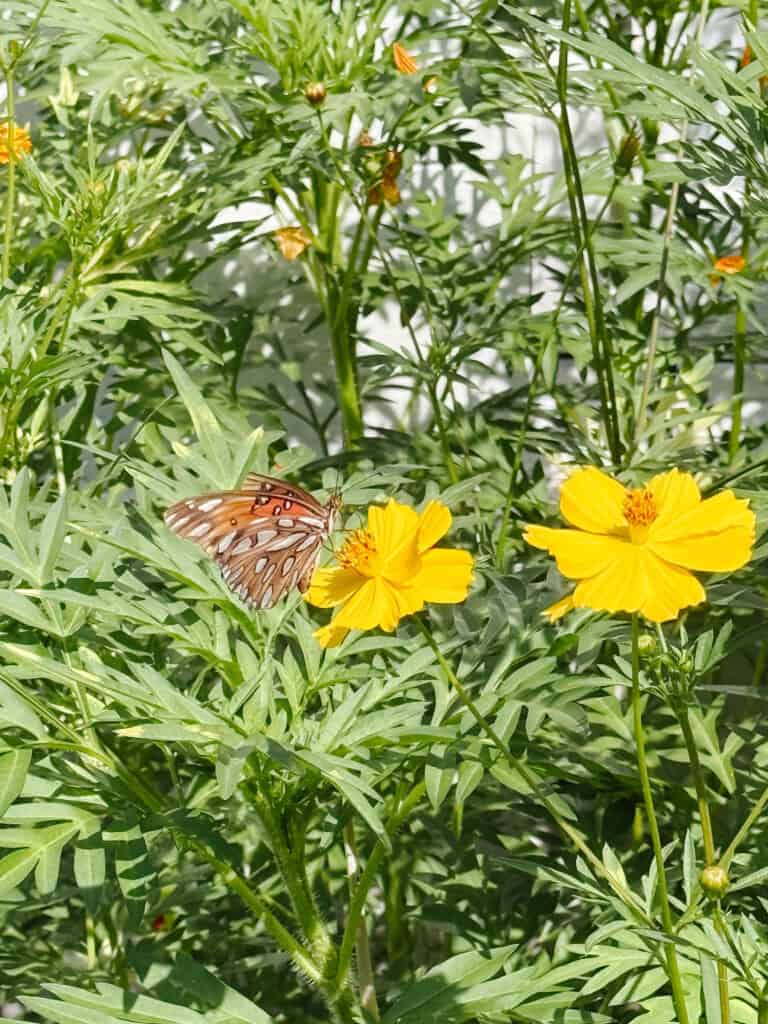 A brown and white butterfly rests on a yellow flower surrounded by green leaves and more yellow blooms in a sunlit garden.