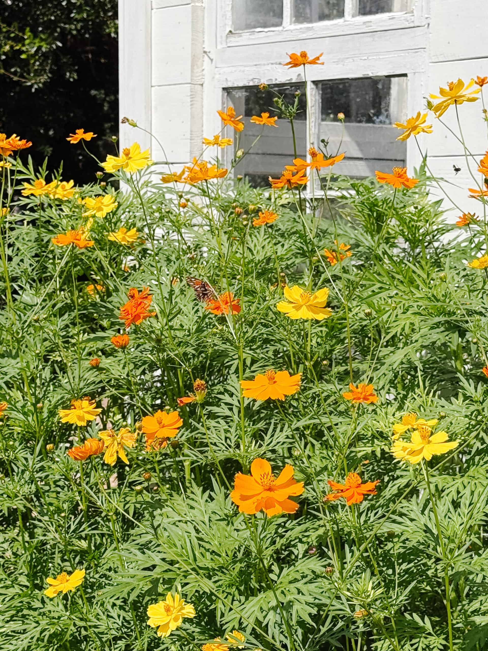 Bright yellow and orange flowers bloom densely in front of a white building with a window, with green foliage filling the scene under sunlight.
