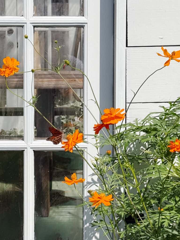 Bright orange flowers with green leaves grow beside a white windowpane. A butterfly with dark wings rests on one of the flowers in sunlight, with the window reflecting the outdoor scene.