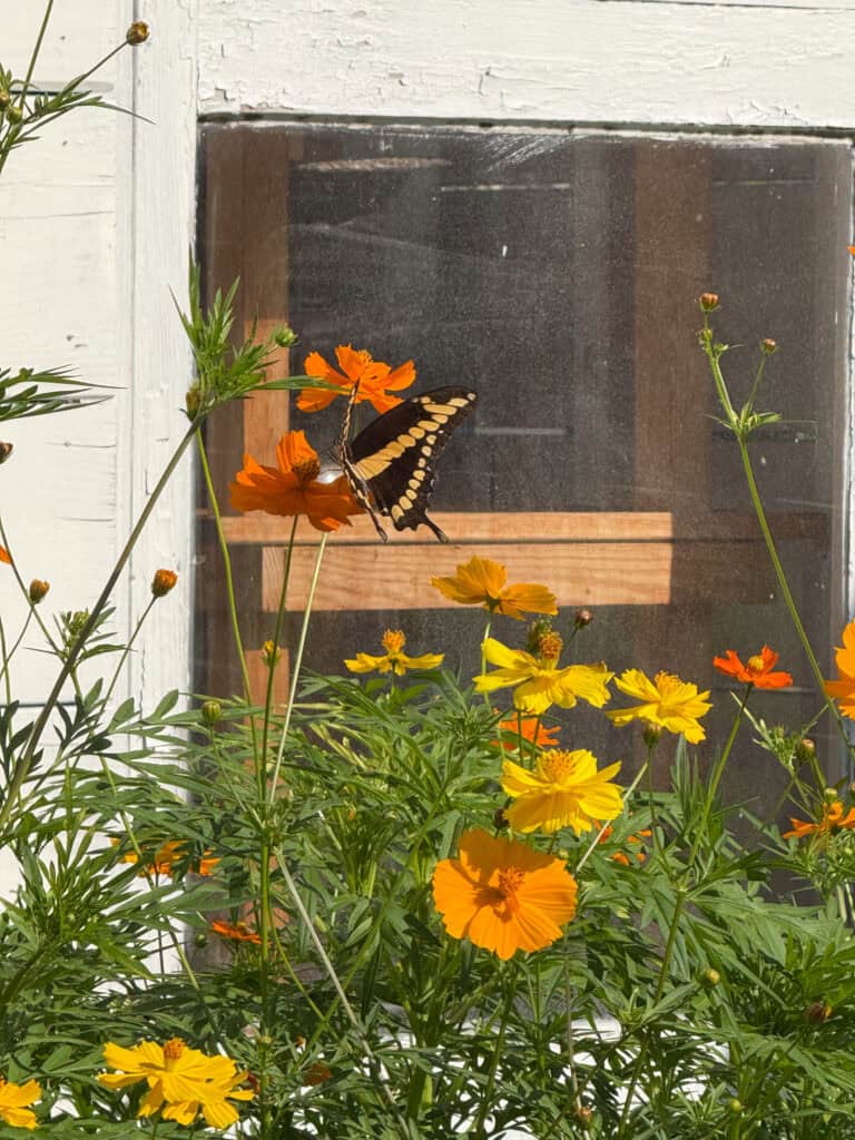 A black and yellow butterfly rests on an orange flower among tall green stems and vibrant yellow and orange blooms in front of a window with a white wooden frame.