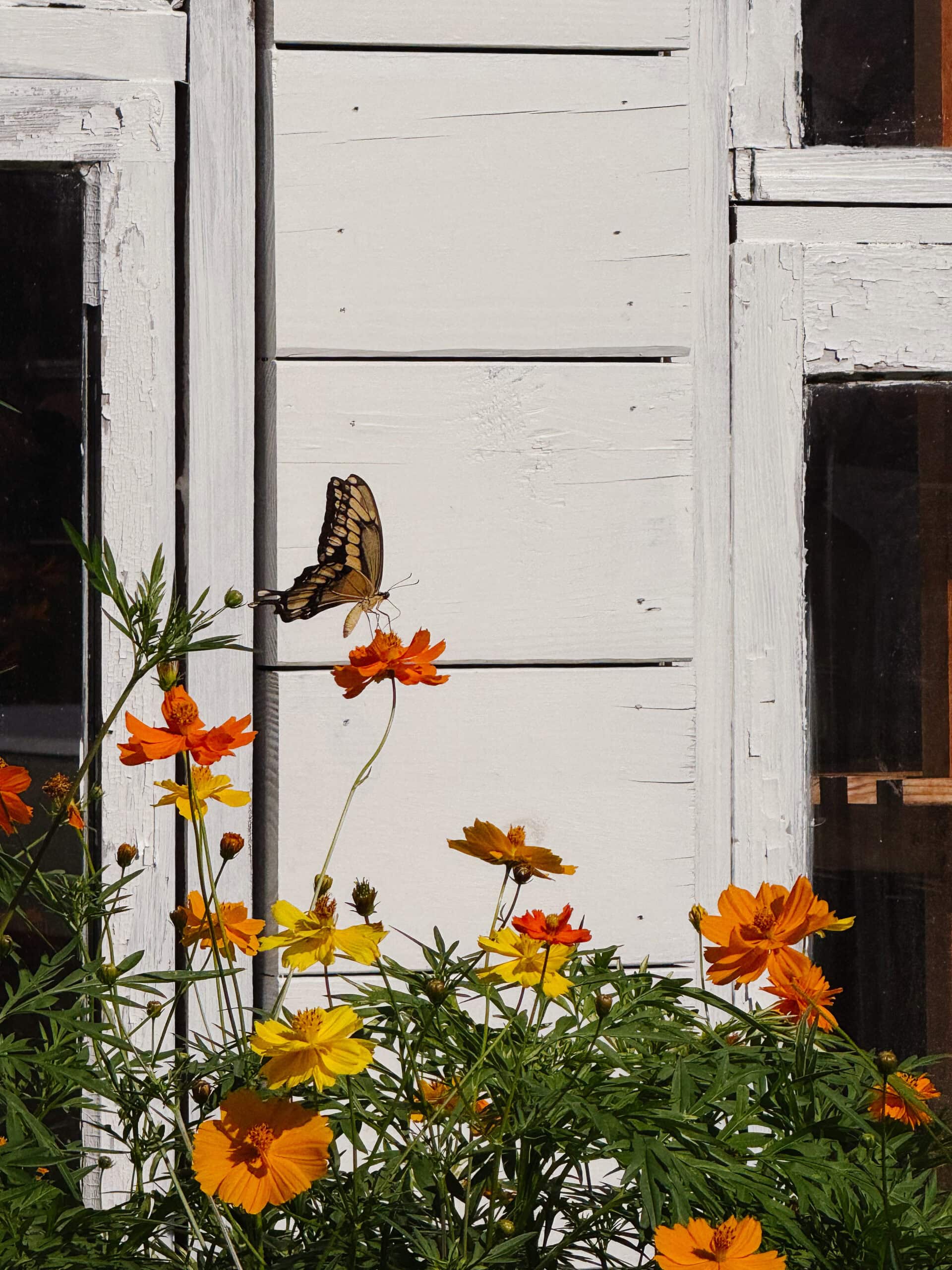 A yellow and black butterfly rests on an orange flower among blooming orange and yellow flowers in front of a white wooden wall with windows.