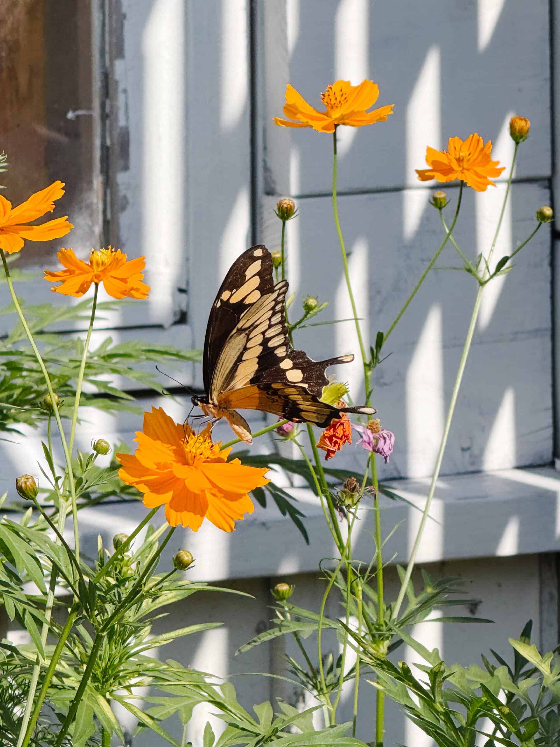 A large black and yellow butterfly rests on a vibrant orange flower surrounded by blooming orange cosmos, with sunlight casting shadows on a white wooden wall in the background.