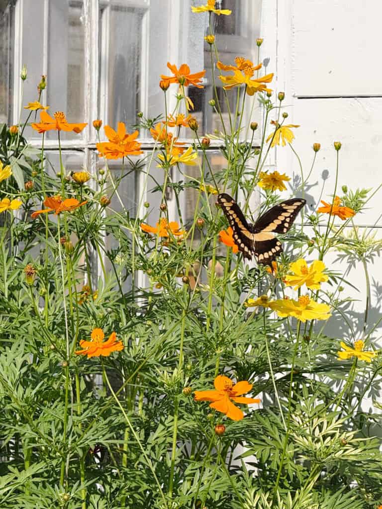 A black and yellow swallowtail butterfly rests on vibrant orange and yellow flowers with green foliage, next to a white building and a window reflecting sunlight.
