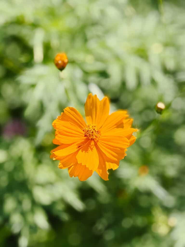 A bright orange flower in full bloom stands out against a blurred green background with a few smaller buds nearby.