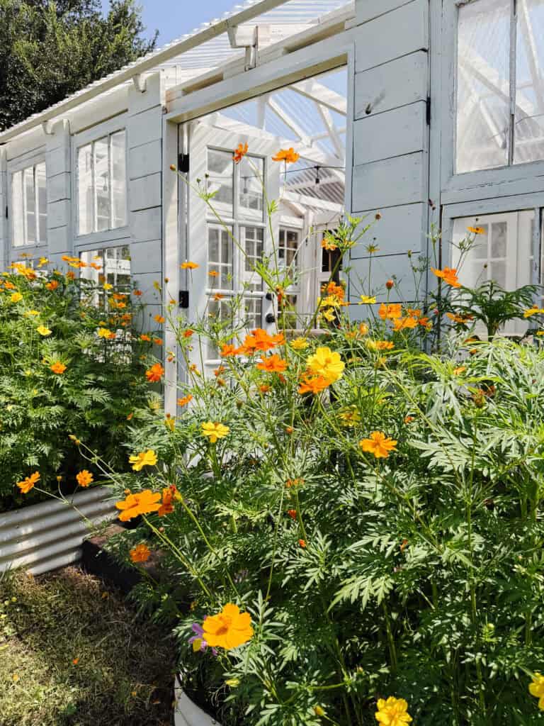 A greenhouse with white wooden panels and open doors is surrounded by lush green foliage and blooming orange flowers on a sunny day.