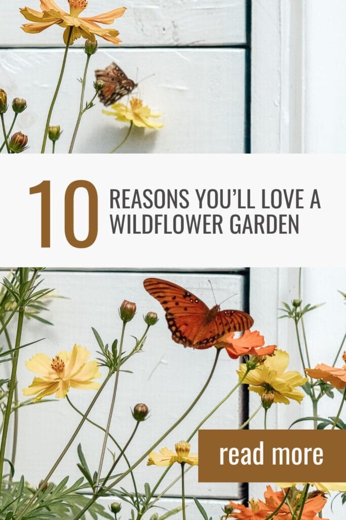 Orange butterflies rest on yellow and orange wildflowers near a white wooden wall, evoking the charm of a wildflower garden. Text reads: 10 Reasons you’ll love a wildflower garden. Read more.